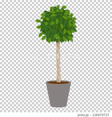 Ficus potted plant 126879725