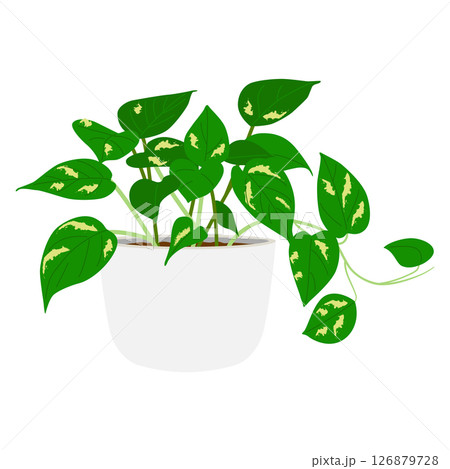 ポトスの鉢植え 126879728