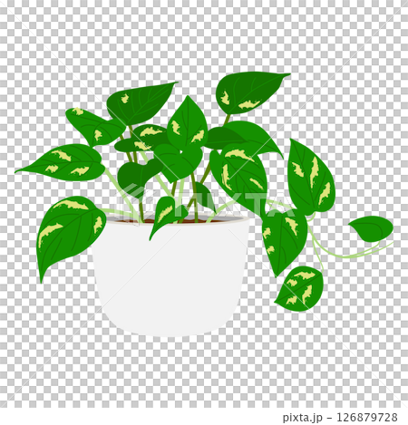 盆栽盆栽 126879728