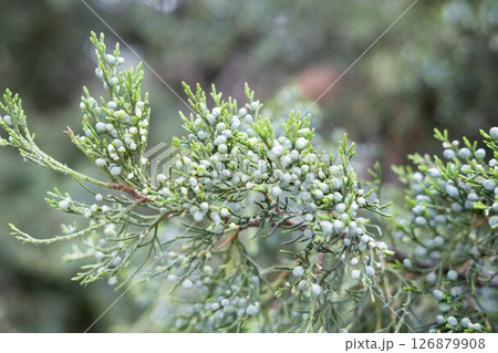 Evergreen juniper tree with ripe blue berries Evergreen juniper tree with ripe blue berries 126879908