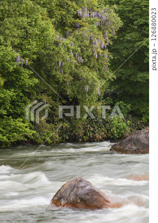 新緑に映える渓流 126880023