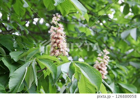 トチノキの花 トチノキの花 126880058
