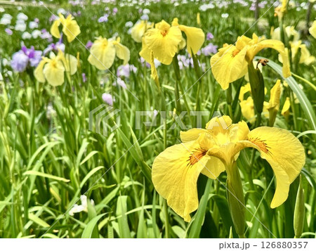 鮮やかな黄色の黄菖蒲の花 126880357