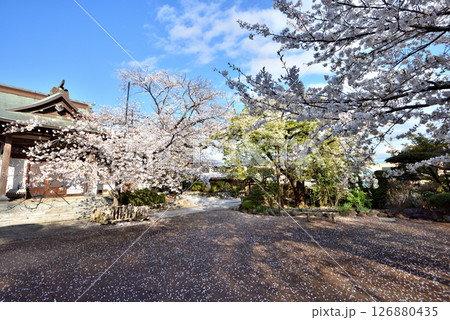 寒川安楽寺の境内に咲き誇る桜 126880435