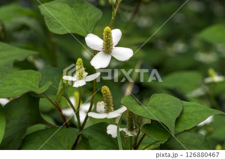 ドクダミ ドクダミ 126880467