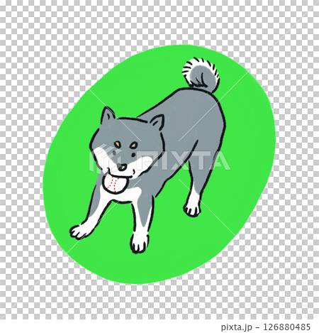 A black Shiba Inu playing with a baseball 126880485