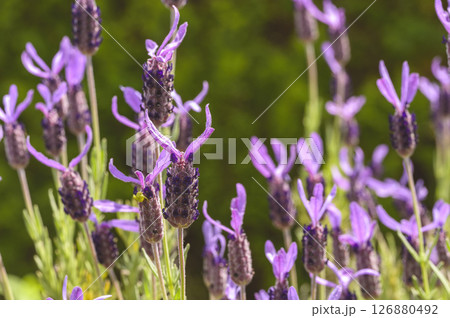 フレンチラベンダー フレンチラベンダー 126880492
