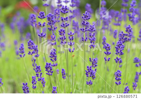 イングリッシュラベンダー 126880571
