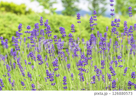 イングリッシュラベンダー 126880573