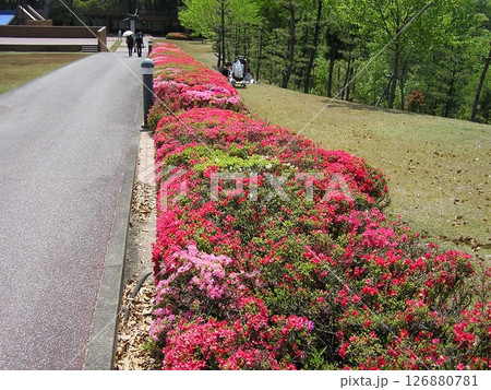 キリシマツツジの花の咲く風景 126880781