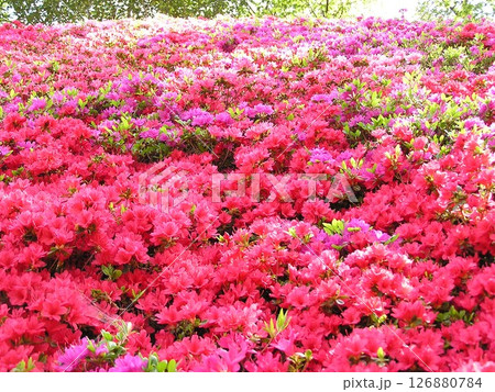 キリシマツツジの花の咲く風景 126880784