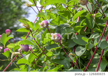 ベル型の花がかわいいクレマチス・ヴィオルナ系 ベル型の花がかわいいクレマチス・ヴィオルナ系 126880835