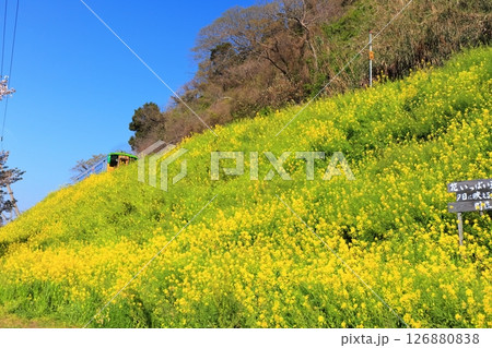 【愛媛県】閏住の菜の花畑と列車(夕日に映える菜の花街道) 【愛媛県】閏住の菜の花畑と列車(夕日に映える菜の花街道) 126880838