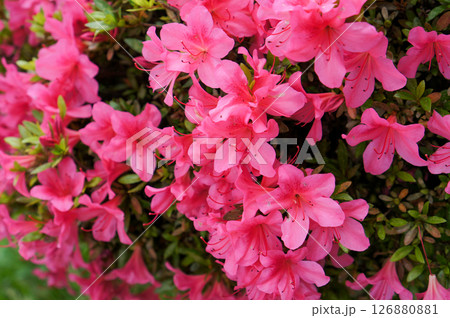 Radiant Azalea Bloom Radiant Azalea Bloom 126880881