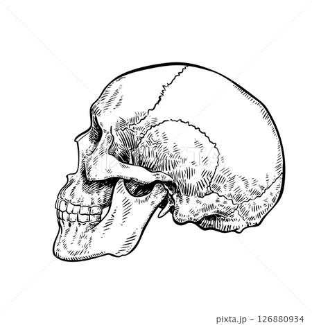 Human skull hand drawn vector illustration Human skull hand drawn vector illustration 126880934
