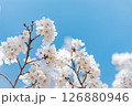 青空に映える桜 126880946