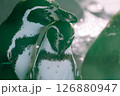 ペンギン 126880947