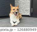 玄関前でくつろぐ愛犬 126880949