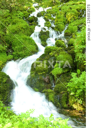 苔の中の水流 苔の中の水流 126881078