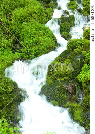 苔の中の水流 苔の中の水流 126881079