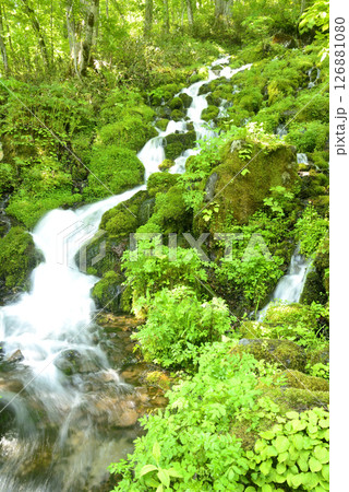 苔の中の水流 126881080