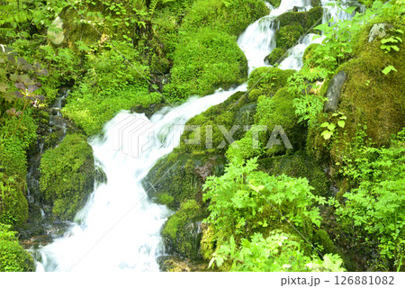 苔の中の水流 126881082