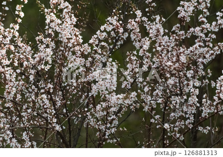 Felt cherry blossoms in the garden in spring. Beautiful white and pink flowers Felt cherry blossoms in the garden in spring. Beautiful white and pink flowers 126881313