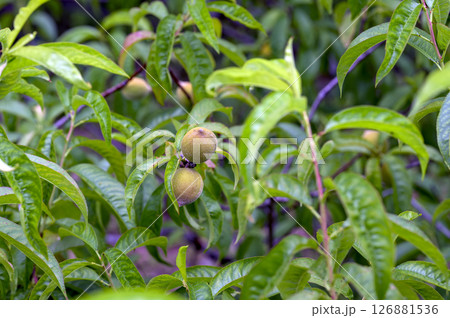 まだ若い花桃の果実 まだ若い花桃の果実 126881536