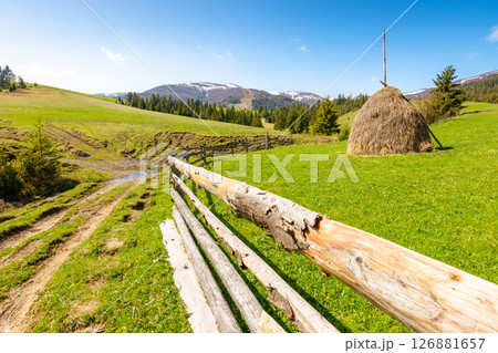 mountainous rural landscape of ukraine in spring. organic pasture. countryside scenery on a sunny morning. coniferous forest on hill. haystack and wooden fence on green grassy meadow under blue sky 126881657