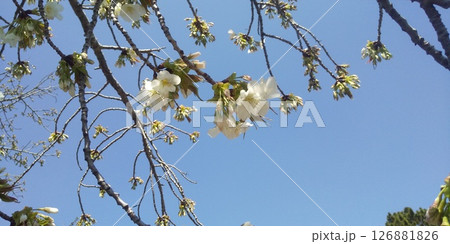 咲き始めたこじま花の会花畑桜並木のサクラの花 咲き始めたこじま花の会花畑桜並木のサクラの花 126881826