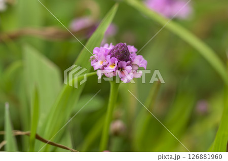 ヒメイワダレソウ(姫岩垂草) ヒメイワダレソウ(姫岩垂草) 126881960