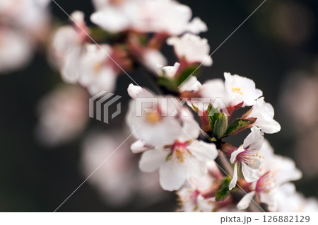 Cherry blossom in springtime, macro photo with shallow depth of field 126882129