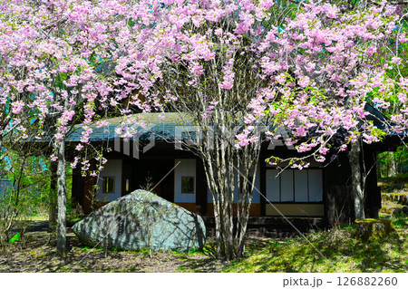 山中湖文学の森公園の景色 126882260