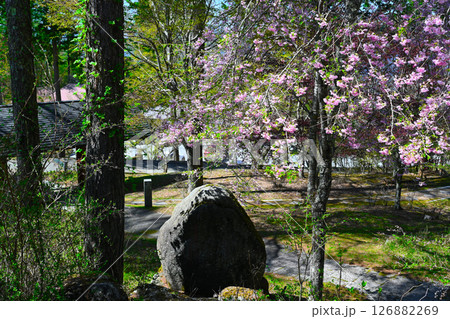 山中湖文学の森公園の景色 126882269