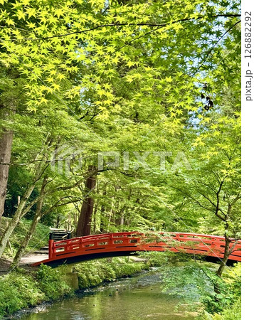 新緑に映える赤い橋 126882292