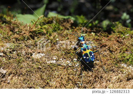 ハンミョウ（ナミハンミョウ） 126882313