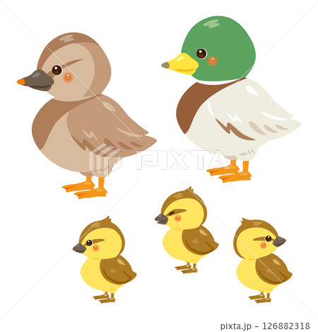 アイガモの親子イラストセット 126882318