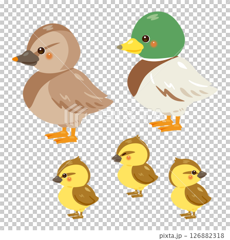 アイガモの親子イラストセット 126882318