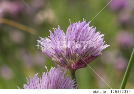 チャイブの花 チャイブの花 126882354