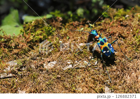 ハンミョウ（ナミハンミョウ） 126882371