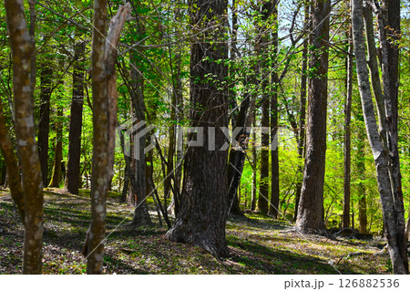 山中湖文学の森公園の景色 山中湖文学の森公園の景色 126882536