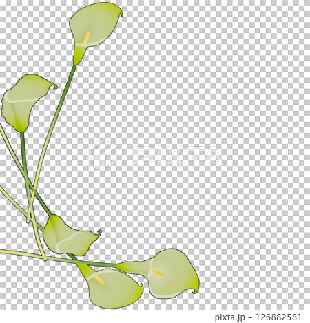 カラー カラー 126882581