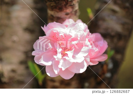 可愛いハナモモの花 126882687