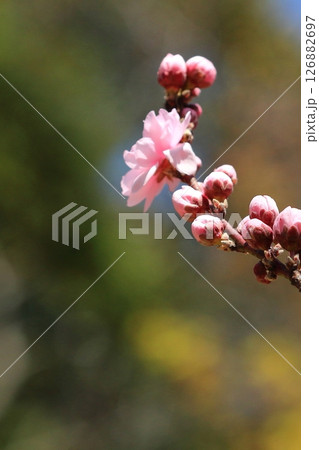 可愛いハナモモの花 126882697