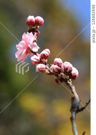 青空に映える桃色のハナモモの花 126882698