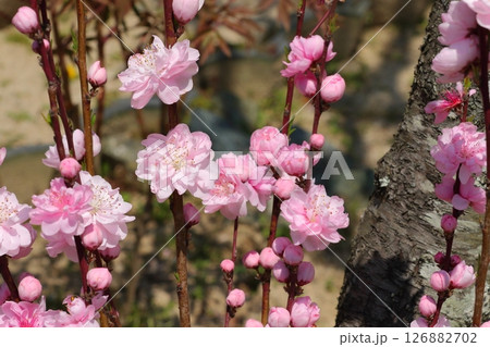 可愛いハナモモの花 可愛いハナモモの花 126882702