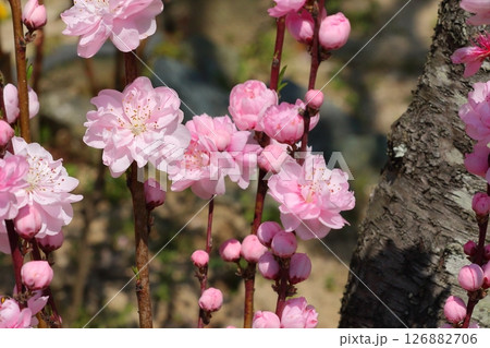 可愛いハナモモの花 126882706