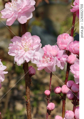 可愛いハナモモの花 可愛いハナモモの花 126882708