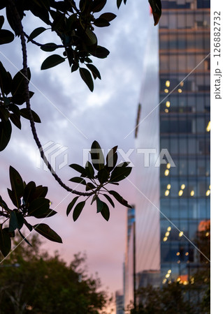 Beautiful colorful sunset sky with silhouette of the tree 126882732