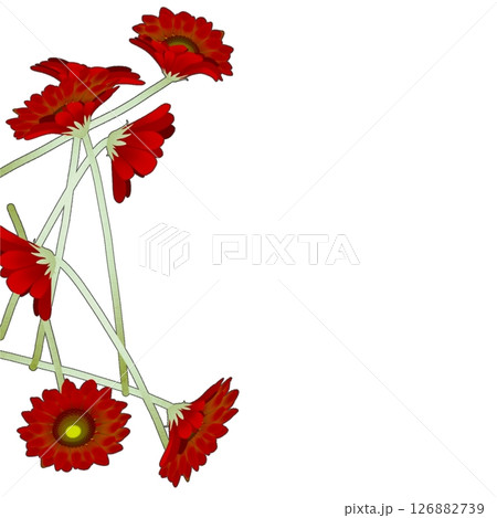 ガーベラ ガーベラ 126882739